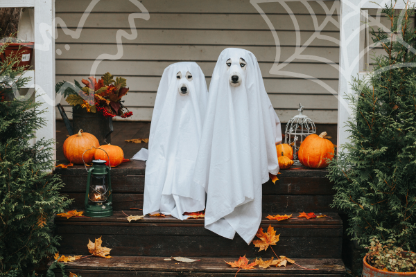 Spot fake costumes and decor deals